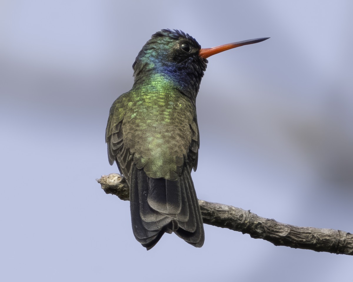 Colibrí Piquiancho de Guerrero - ML645799090