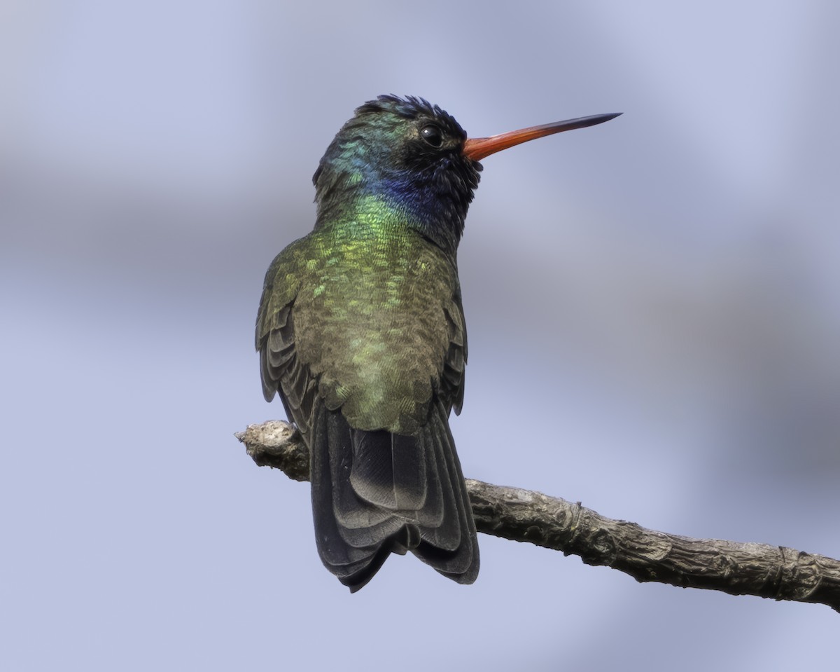 Colibrí Piquiancho de Guerrero - ML645799091