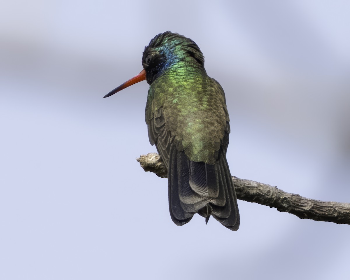 Colibrí Piquiancho de Guerrero - ML645799092