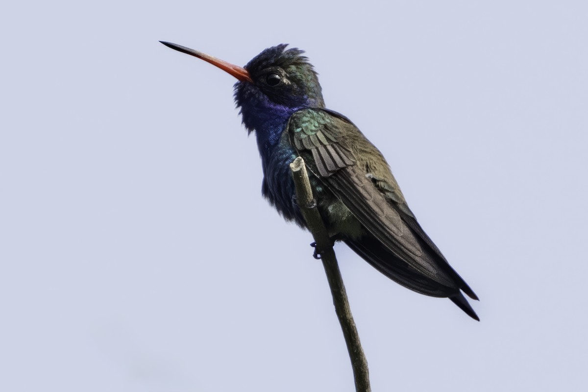 Colibrí Piquiancho de Guerrero - ML645799093