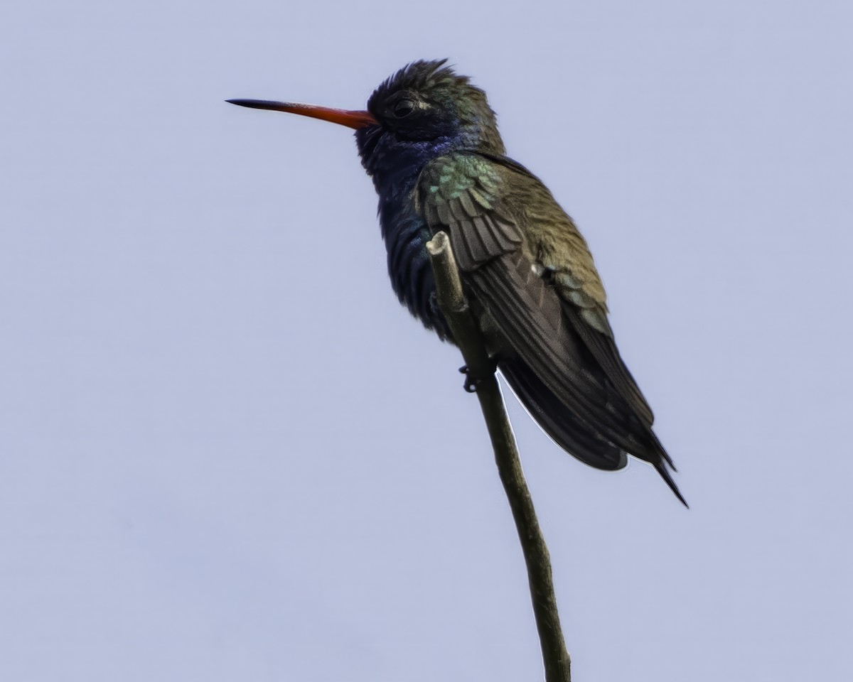 Colibrí Piquiancho de Guerrero - ML645799094