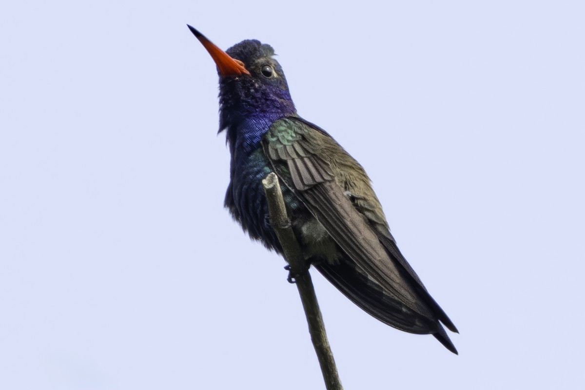 Colibrí Piquiancho de Guerrero - ML645799095