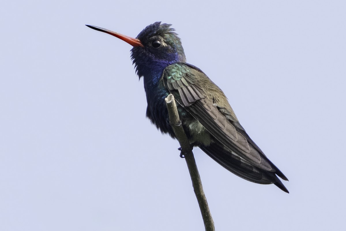 Colibrí Piquiancho de Guerrero - ML645799098