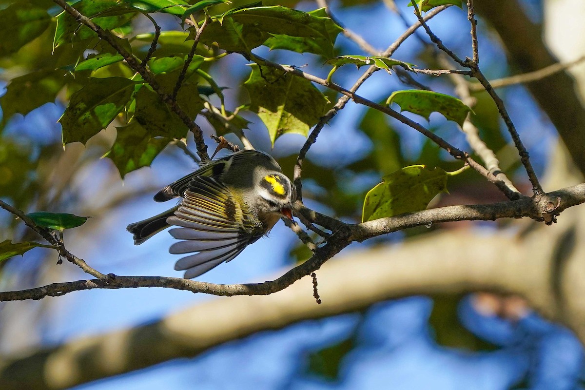 Golden-crowned Kinglet - ML645799102