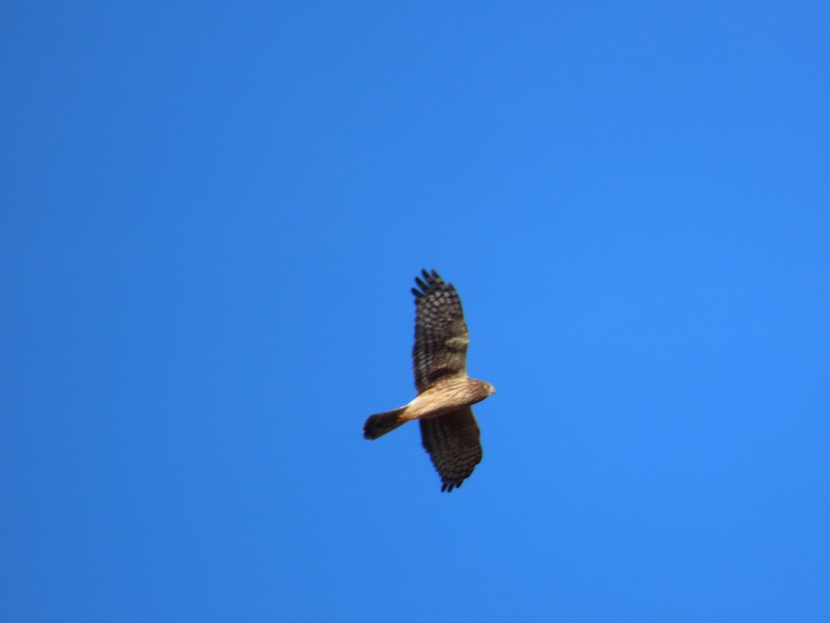 Northern Harrier - ML645799105