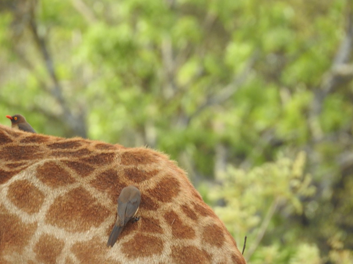 rødnebboksehakker - ML645799120