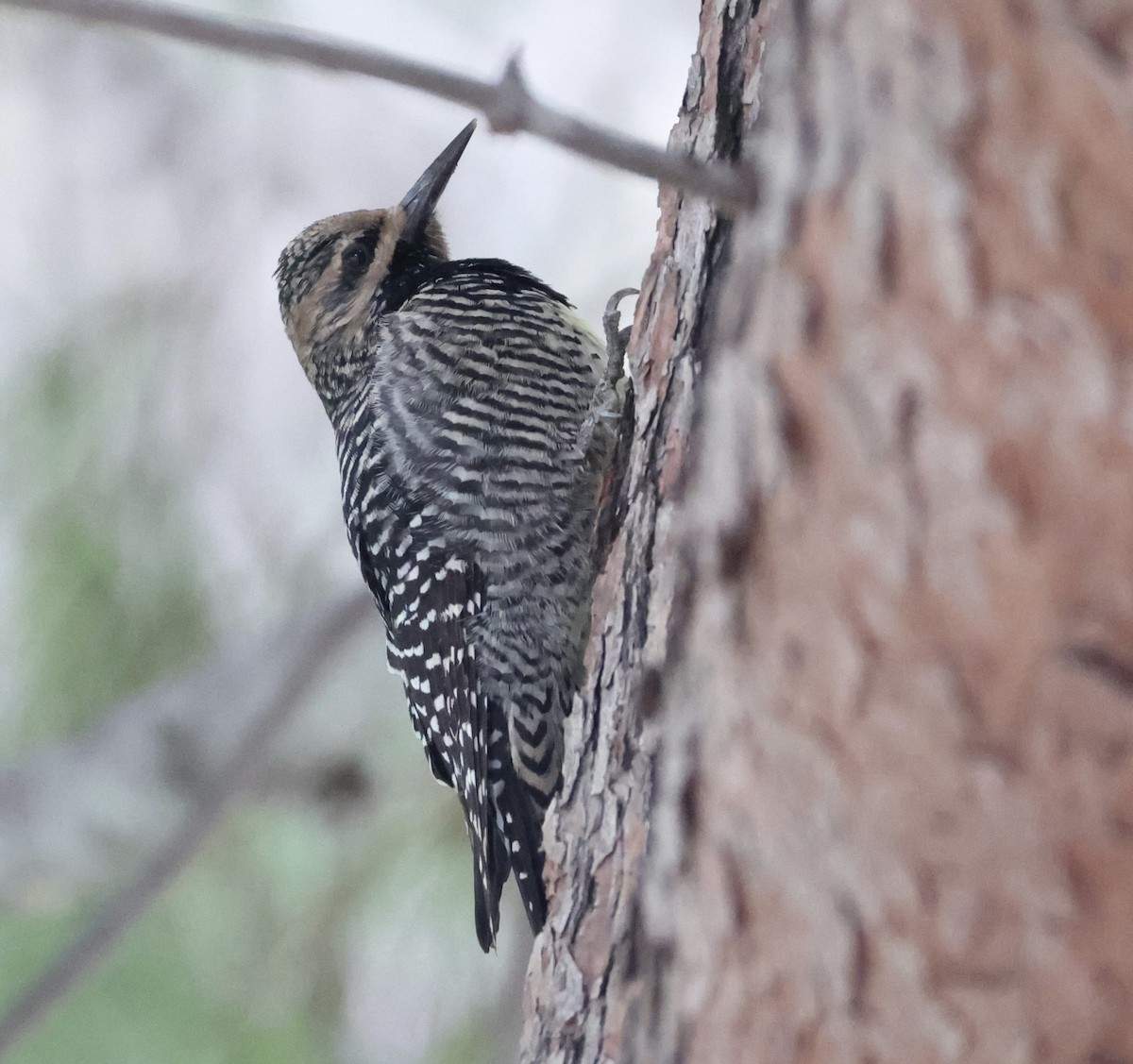 Williamson's Sapsucker - ML645799123