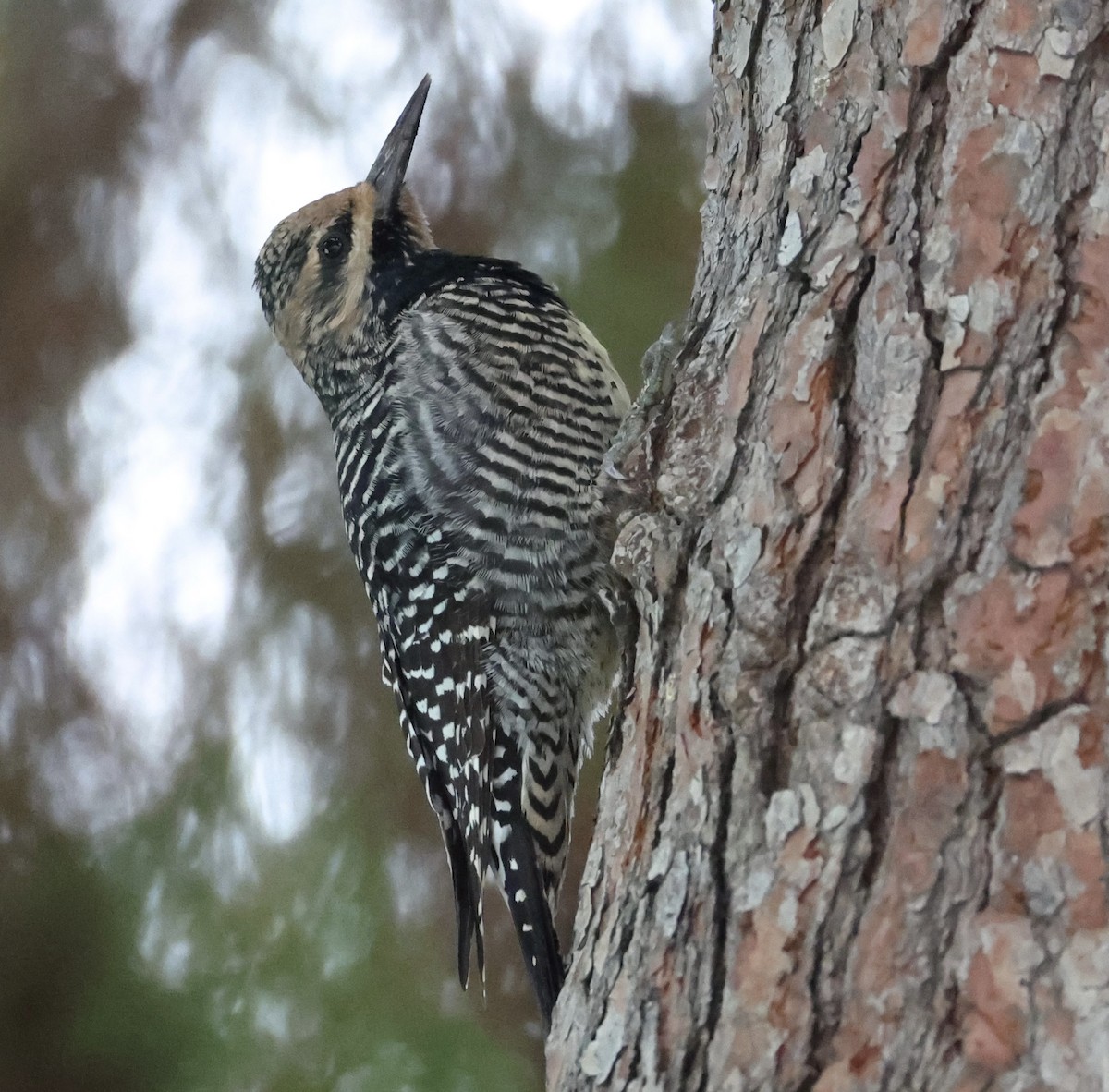 Williamson's Sapsucker - ML645799124