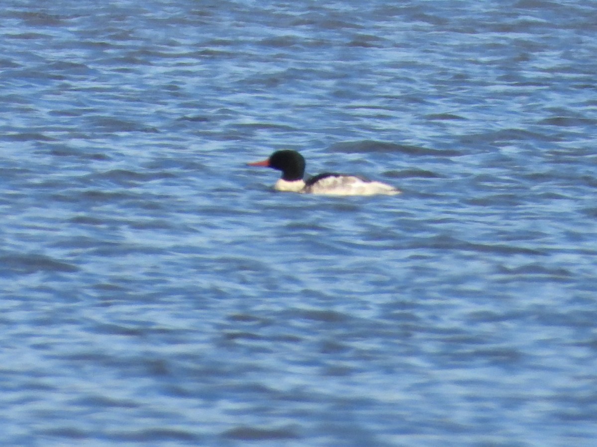 Common Merganser - ML645799127