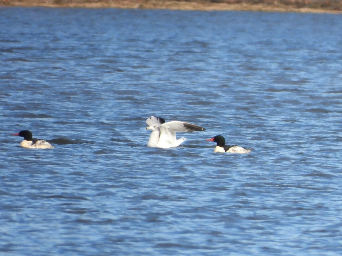 Common Merganser - ML645799128