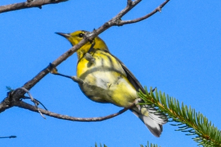 Cape May Warbler - ML645799130