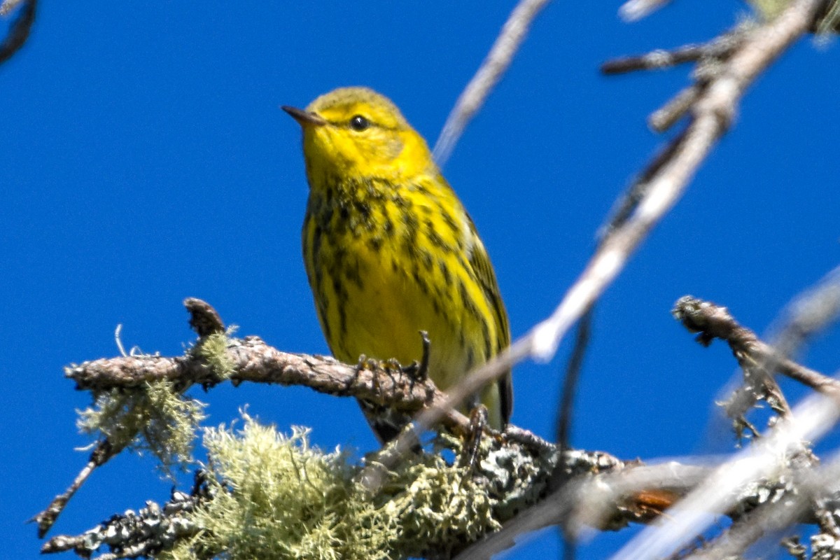 Cape May Warbler - ML645799131