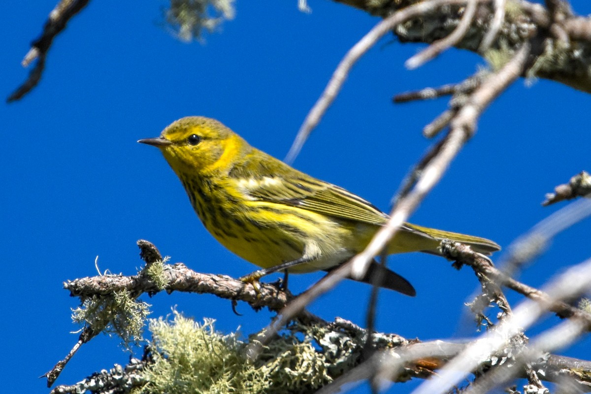 Cape May Warbler - ML645799132