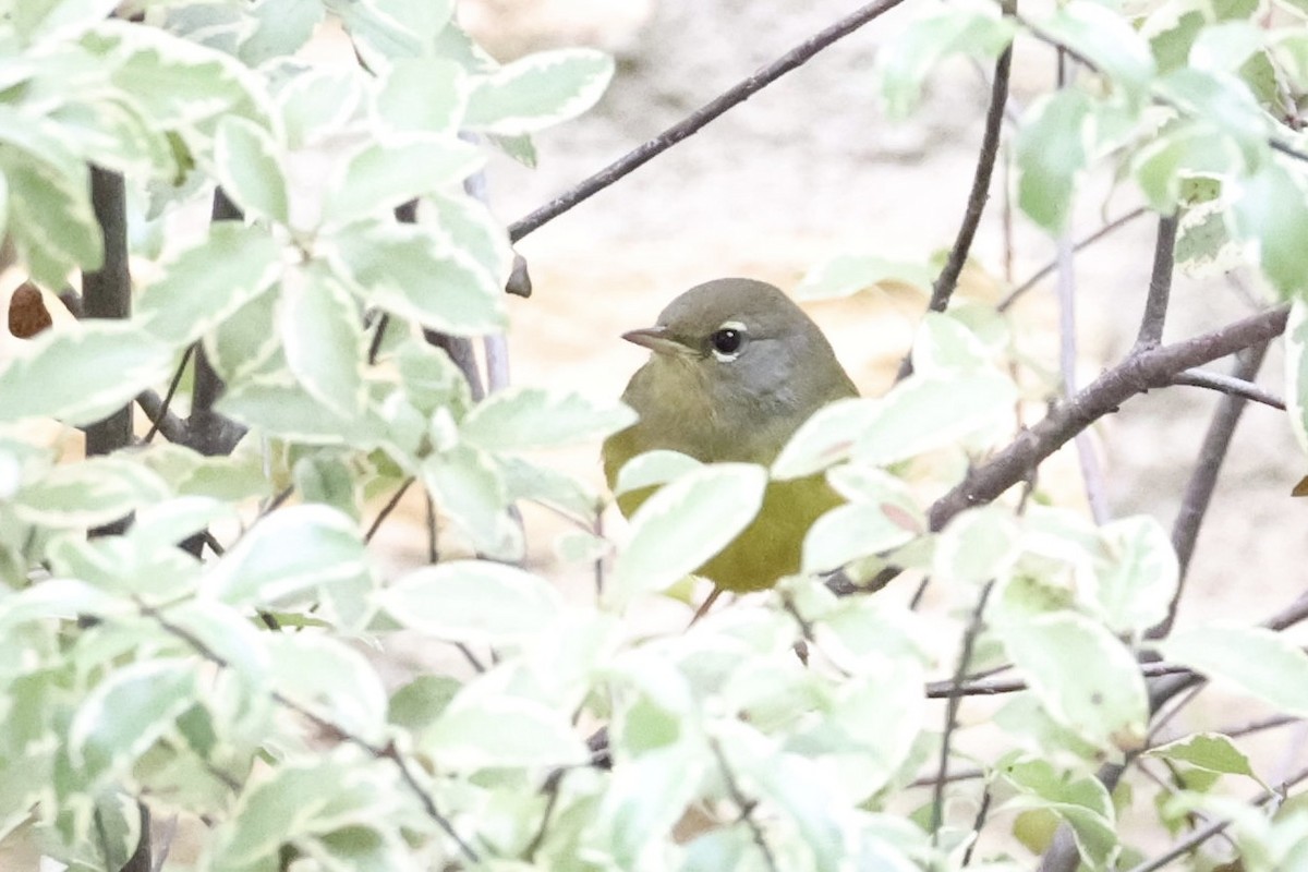 MacGillivray's Warbler - ML645799136