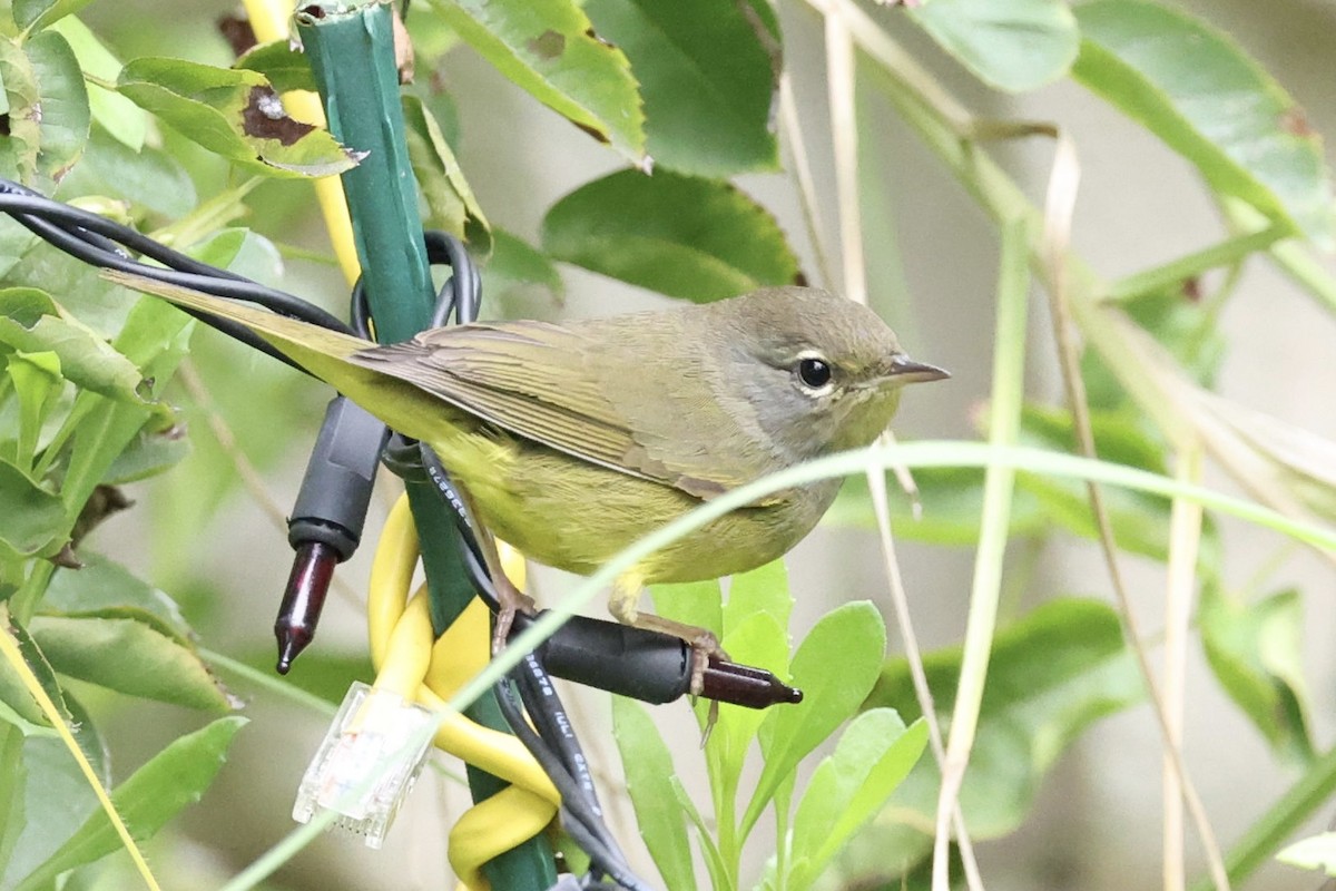 MacGillivray's Warbler - ML645799137