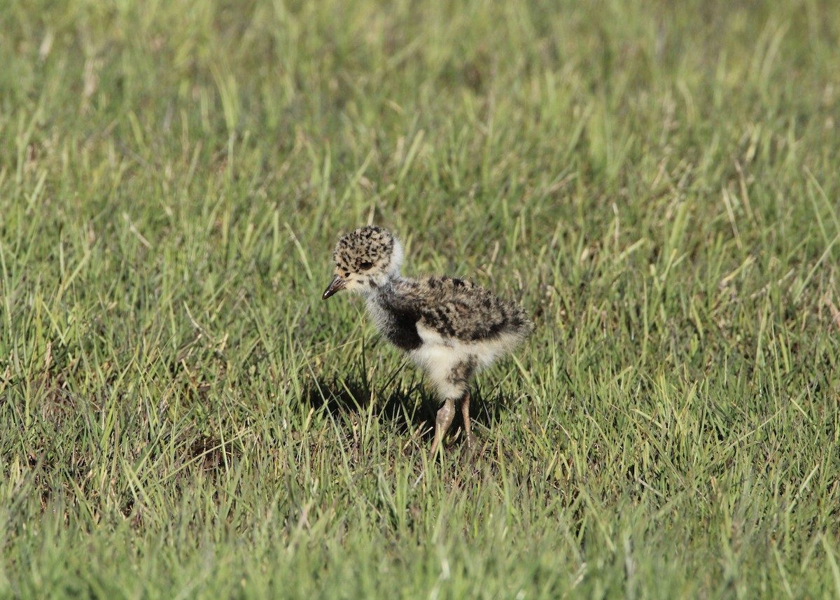 Southern Lapwing - ML645799138