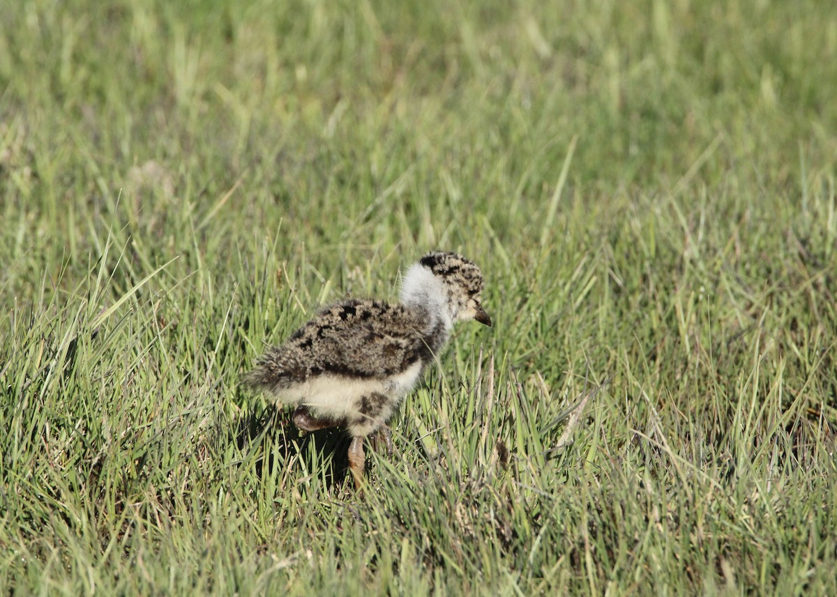 Southern Lapwing - ML645799139