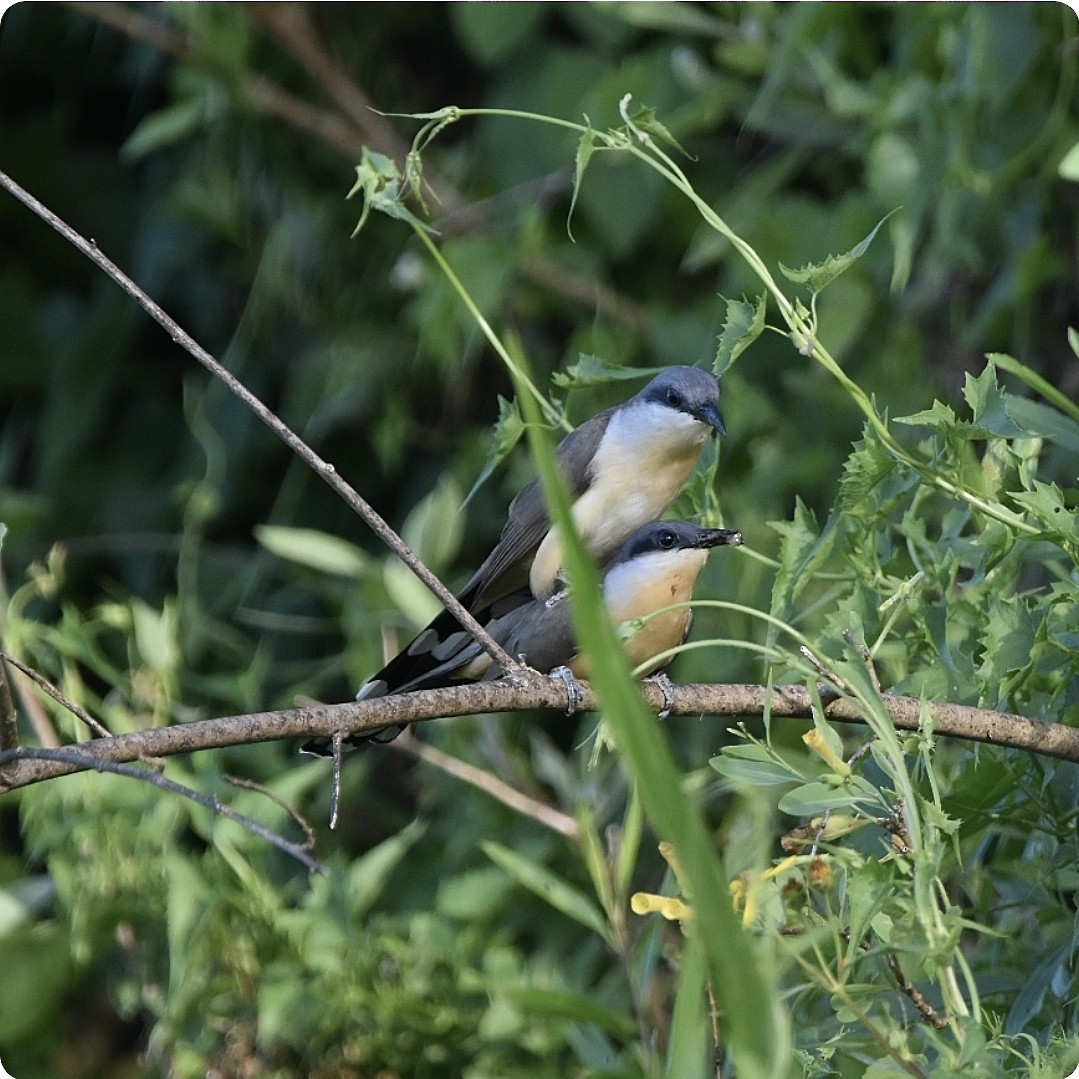 Кукліло бурий - ML645799144