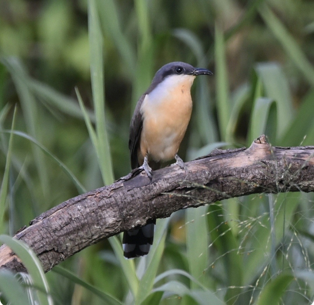 Кукліло бурий - ML645799145