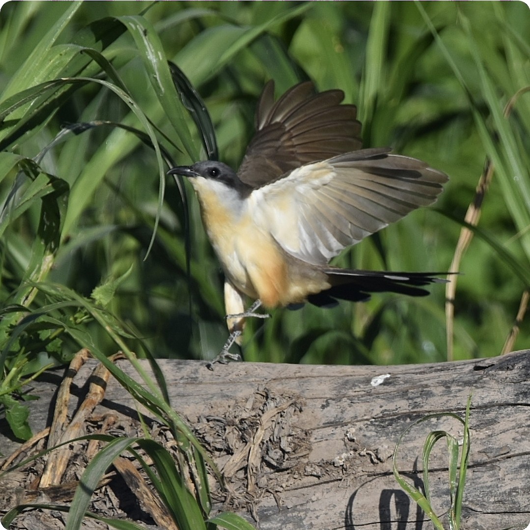 Кукліло бурий - ML645799146