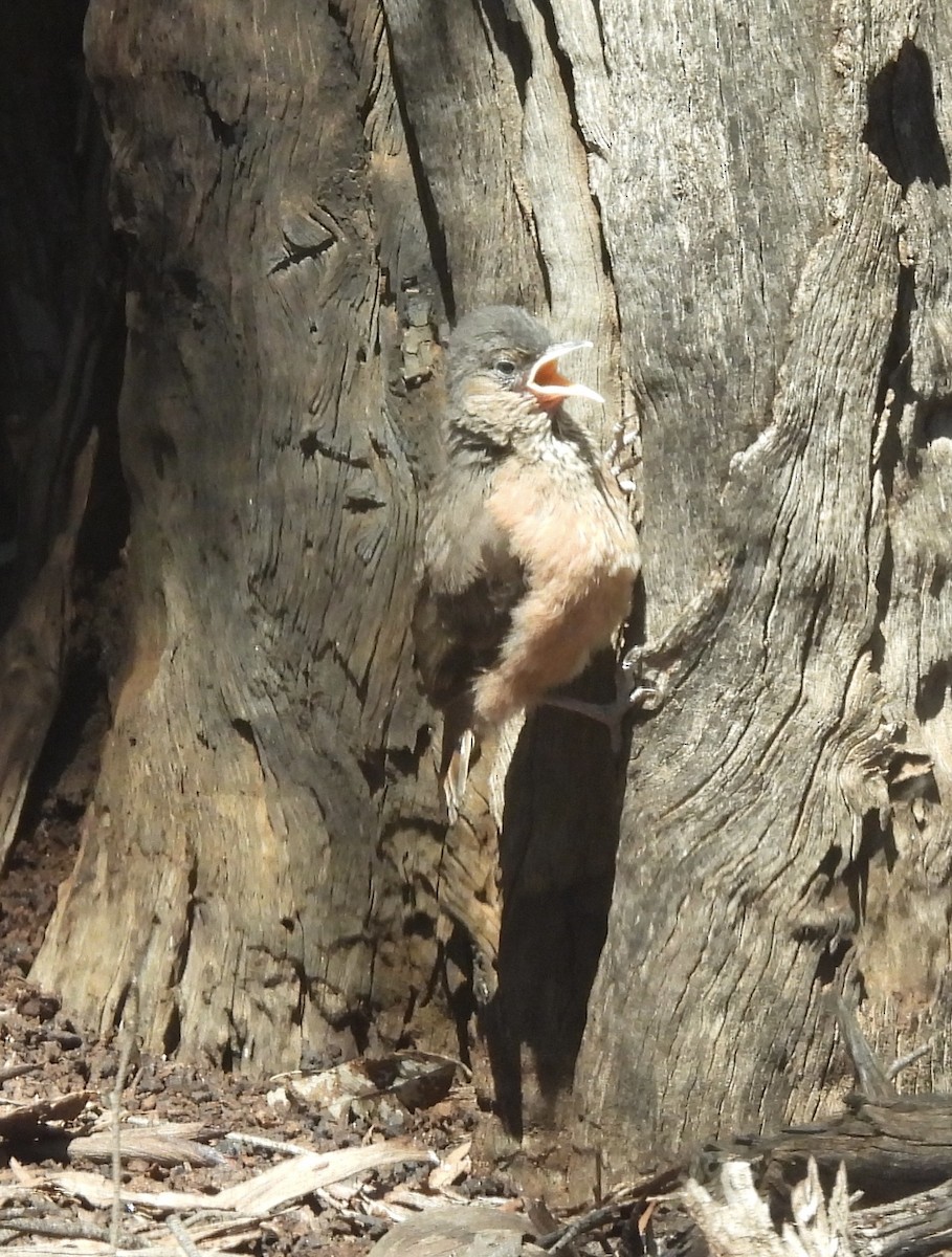 Rufous Treecreeper - ML645799159