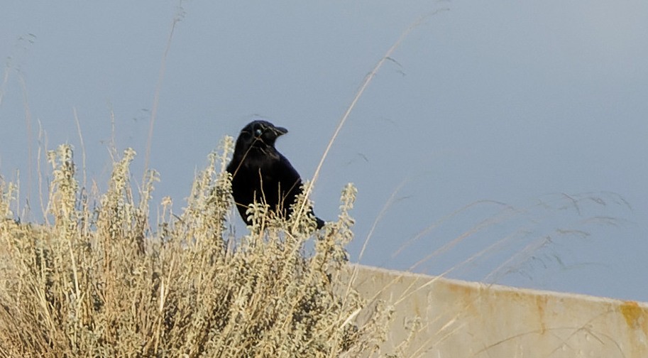Carrion Crow - ML645799167