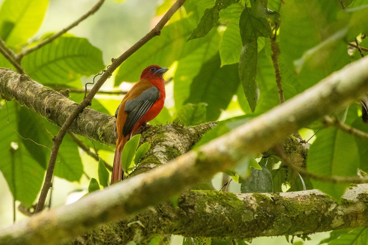 Трогон червоноголовий - ML645799168