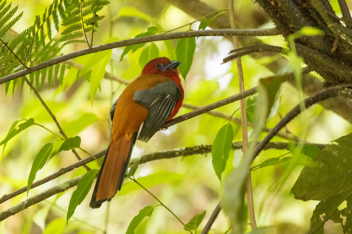 Трогон червоноголовий - ML645799169