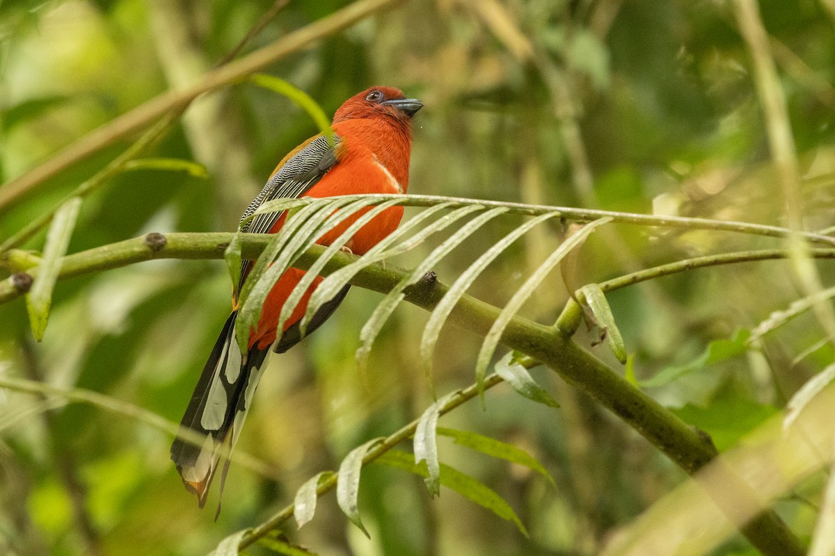 Трогон червоноголовий - ML645799170