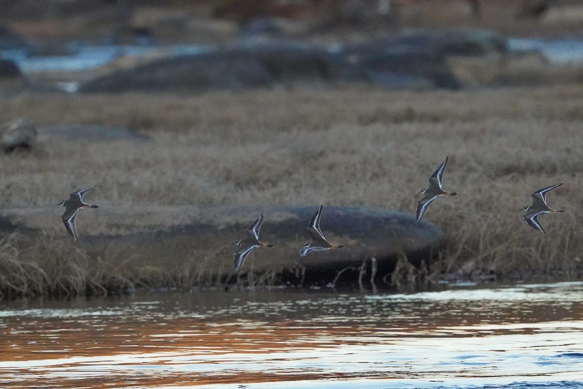 Killdeer - ML645799171
