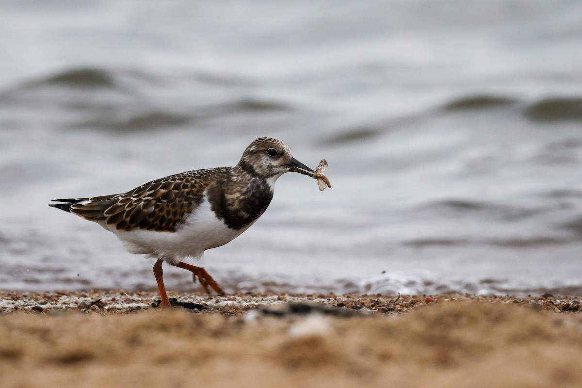 Ruddy Turnstone - ML645799173