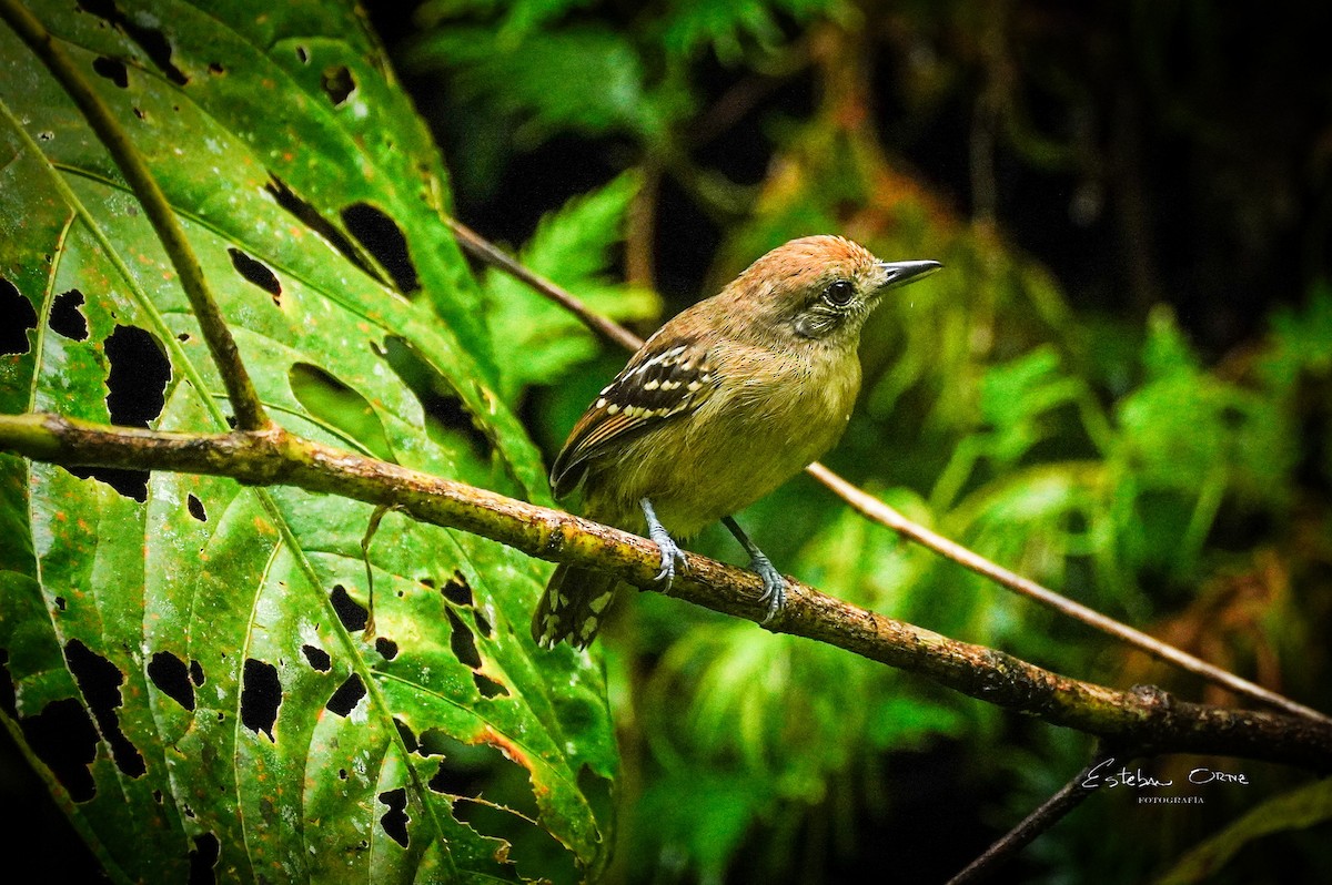 Black-crowned Antshrike - ML645799174