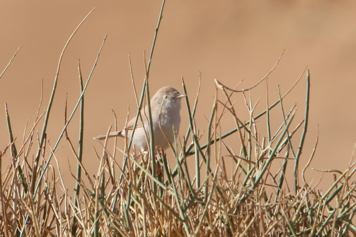 African Desert Warbler - ML645799180