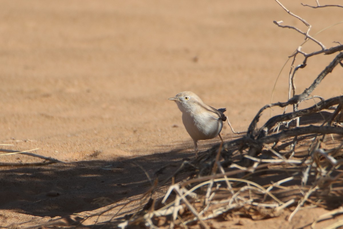 African Desert Warbler - ML645799181