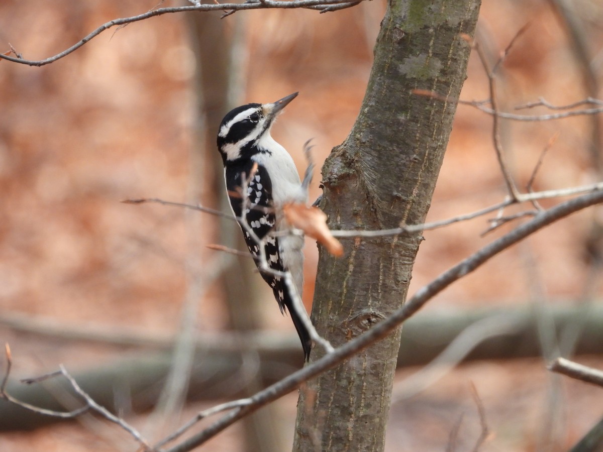 Hairy Woodpecker - ML645799207