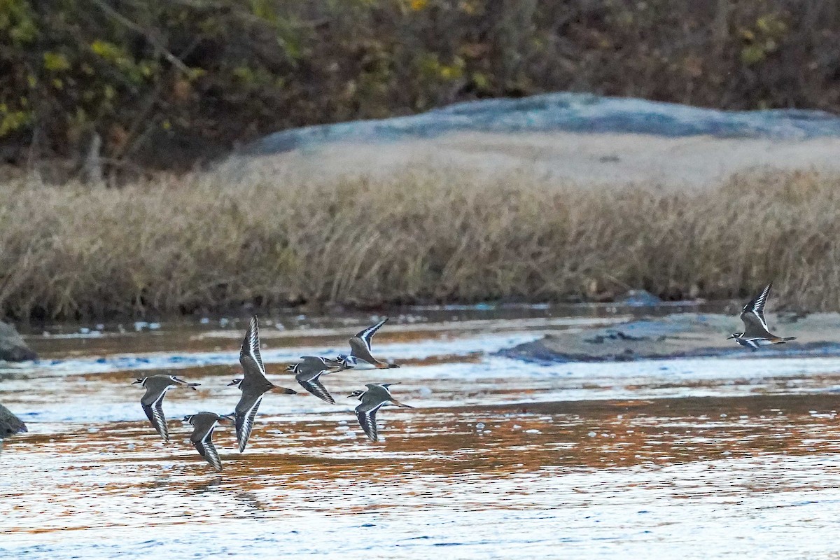 Killdeer - ML645799211