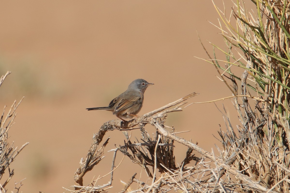 チャバラムシクイ - ML645799216