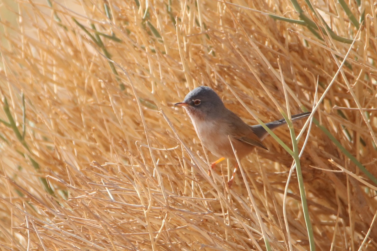 チャバラムシクイ - ML645799217