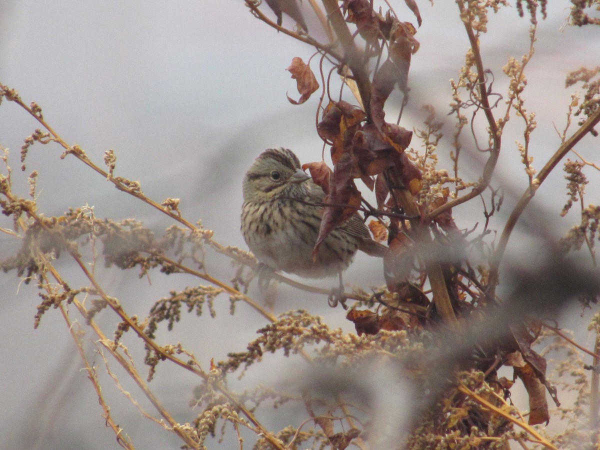 Lincoln's Sparrow - ML645799224