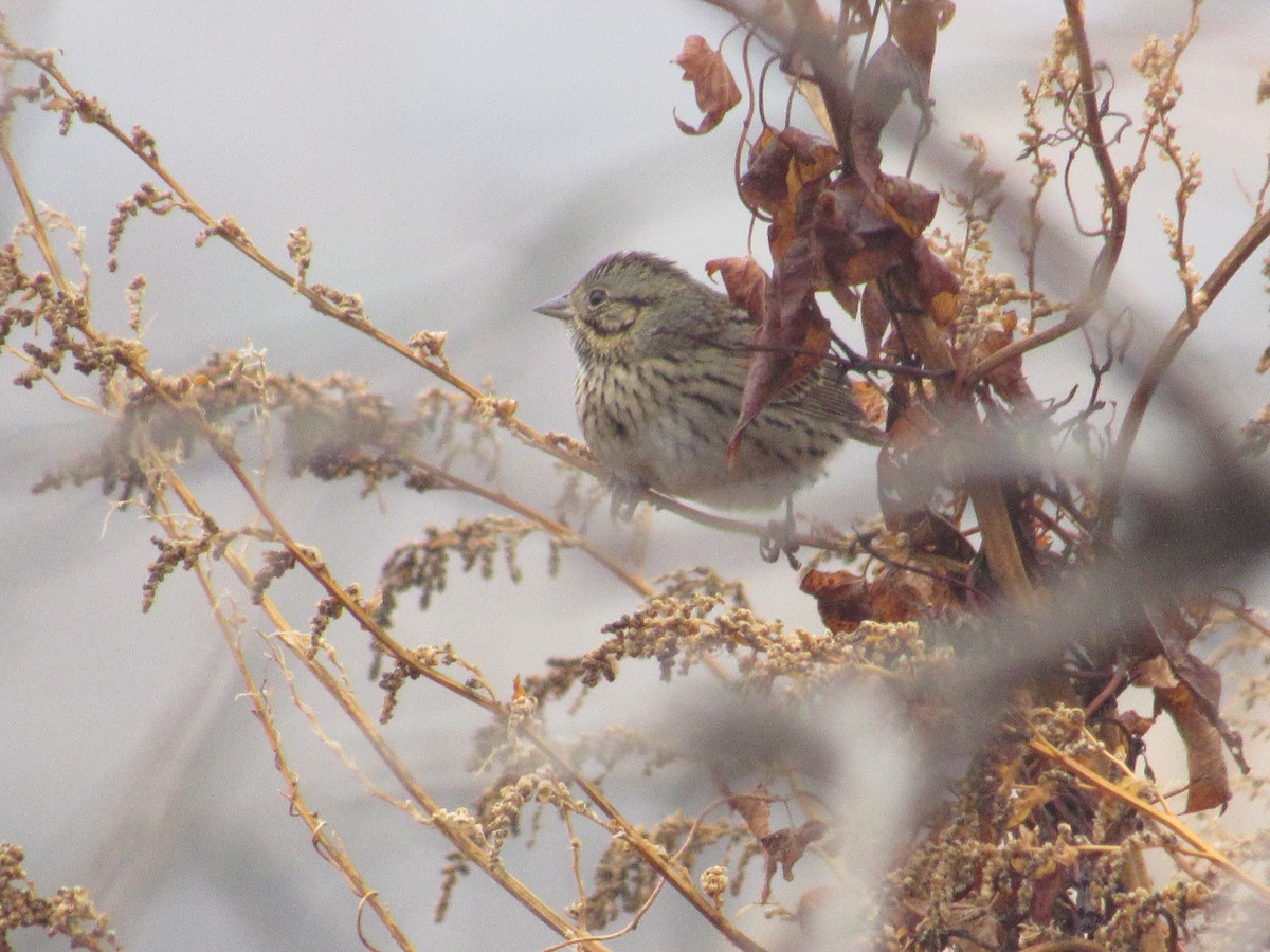 Lincoln's Sparrow - ML645799225