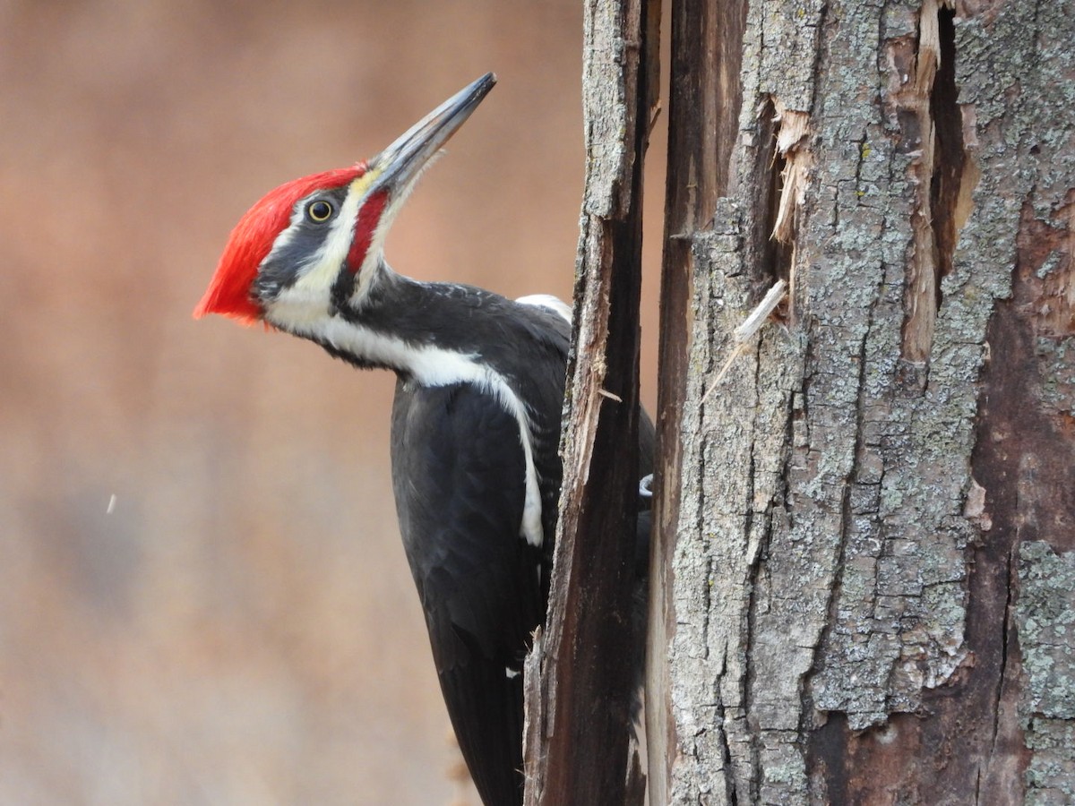 Pileated Woodpecker - ML645799226