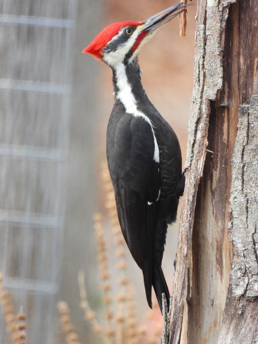 Pileated Woodpecker - ML645799228