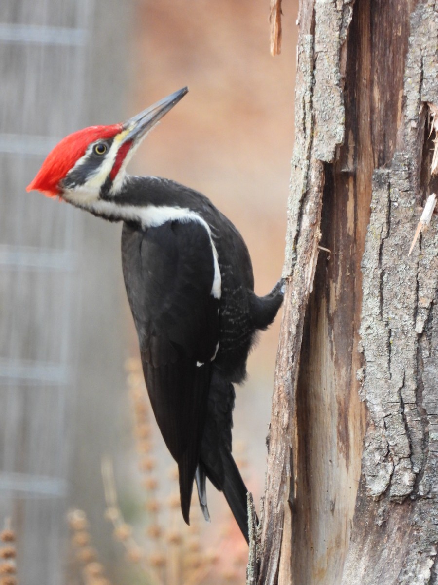 Pileated Woodpecker - ML645799229