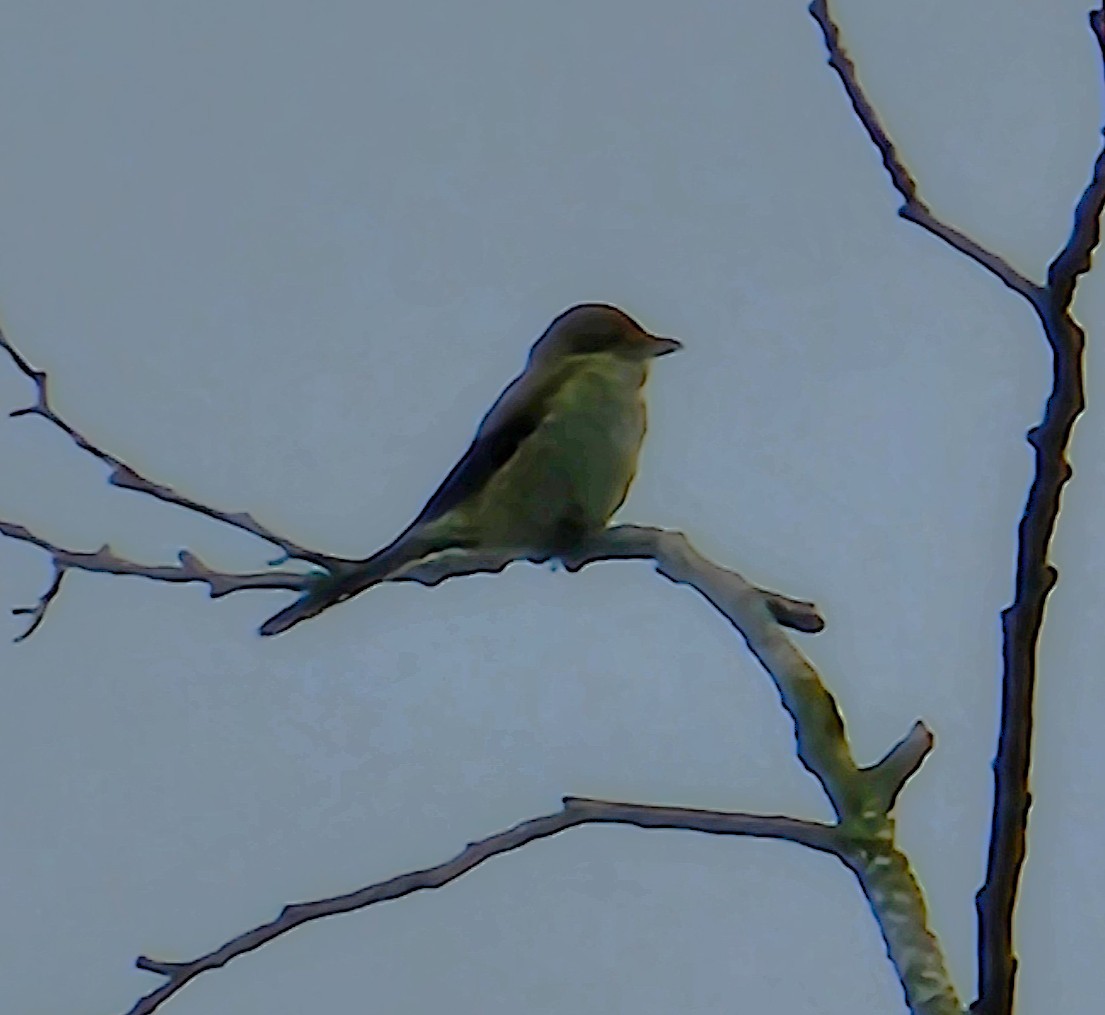 Northern Shrike - ML645799230