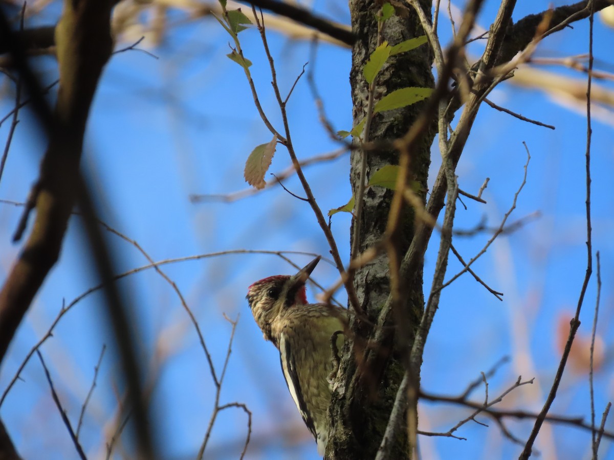Yellow-bellied Sapsucker - ML645799231