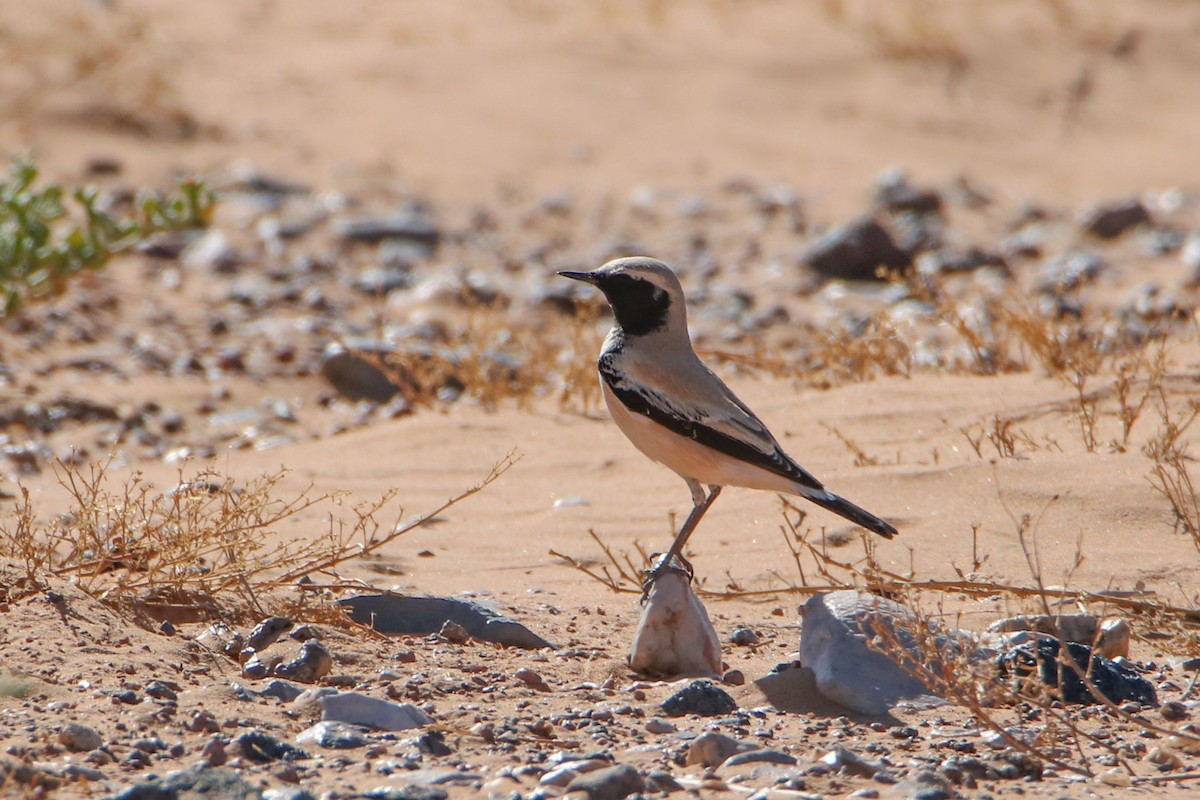 Desert Wheatear - ML645799237