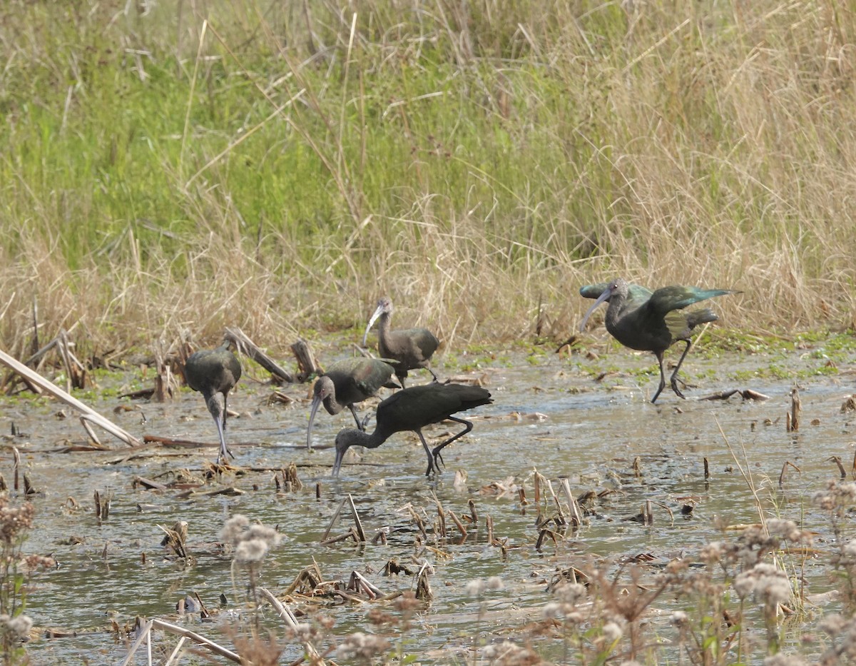 Beltzaran musuzuria - ML645799238