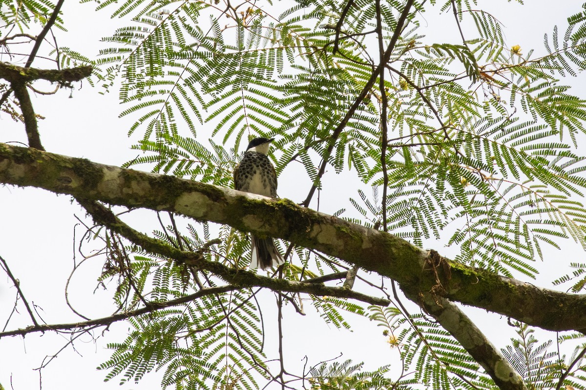 Scaly-breasted Bulbul - ML645799241