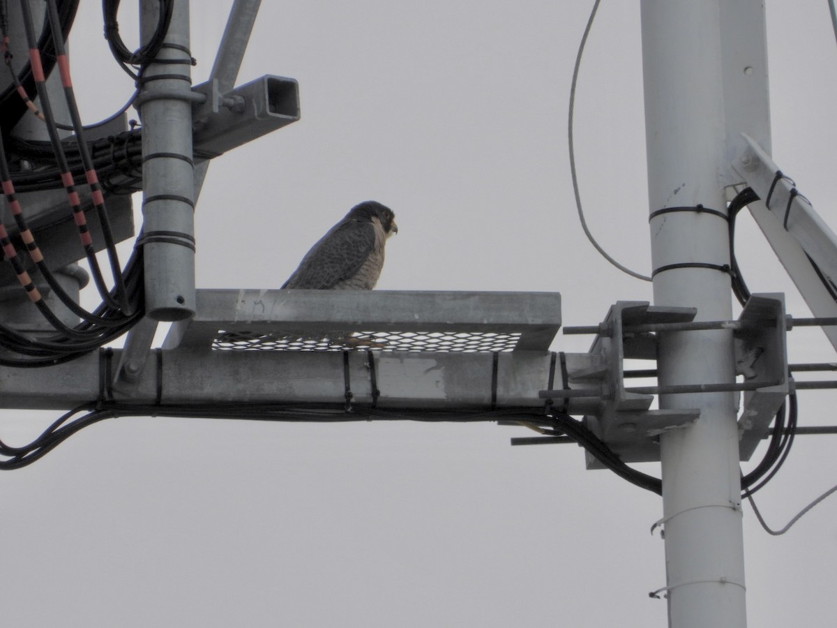 Peregrine Falcon - ML645799254