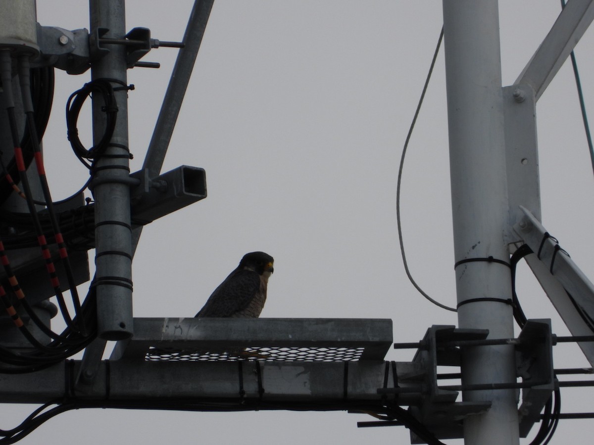 Peregrine Falcon - ML645799255